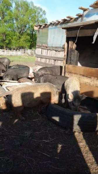 Вьетнамские вислобрюхие свиньи(боров, свиноматки) в Ленинск-Кузнецком фото 3