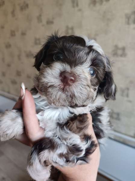 Щенки декоративных пород собак в Москве фото 6