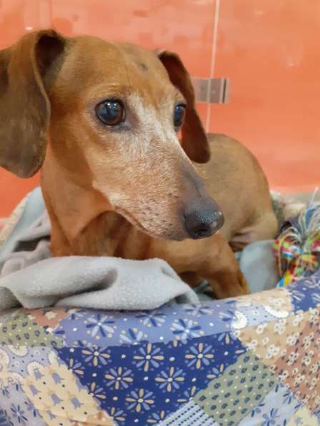 Зоогостиница BookingCat Люберцы/Жулебино