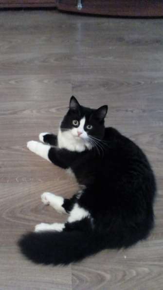 Кошка Лоли - в добрые ответственные руки в Москве фото 4