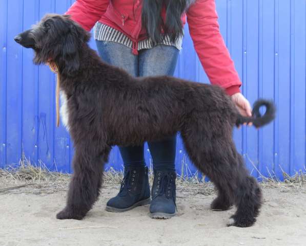 Молодой кобель афганской борзой в Чите фото 9