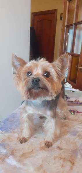 Стрижка, триммер собак и кошек в Москве фото 8