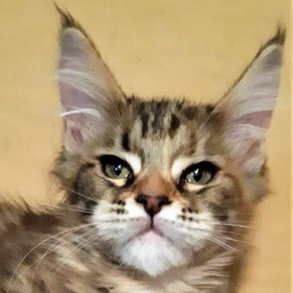 Рыжики из питомника в Екатеринбурге фото 70