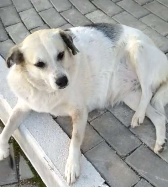Пропала собака в Севастополе
