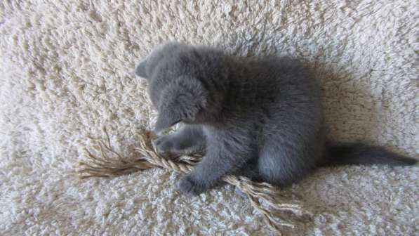 Плюшевый британский котенок в Москве фото 4