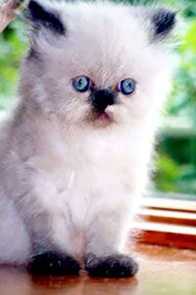 Persian, Himalayan, Chinchilla Kittens For Sale в фото 5