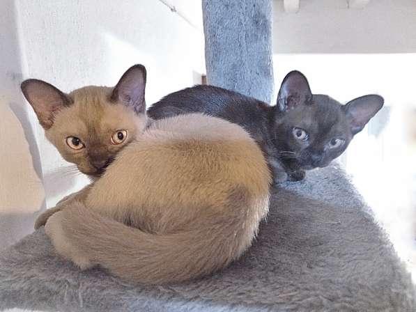 Котята породы бурманская европейская в фото 8