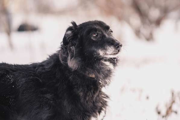 Весёлая, ласковая Чукча ищет семью в Москве фото 18