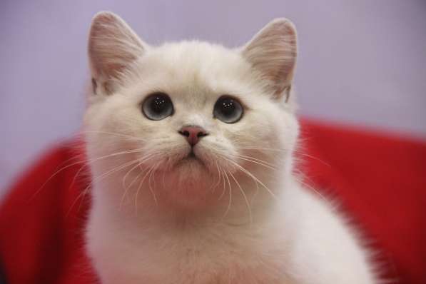 Британские котята серебристая шиншилла в Новосибирске