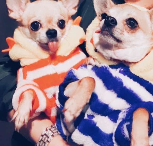 Two chihuas for a boy and a girl, standard and mini, 2.5 yea в 