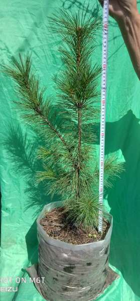 Кедр сибирский (лат. Pinus sibirica)
