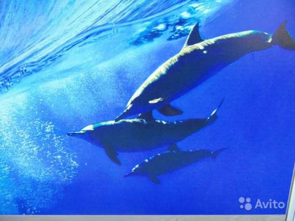 Шкаф-кровать "Дельфин" в Челябинске фото 3