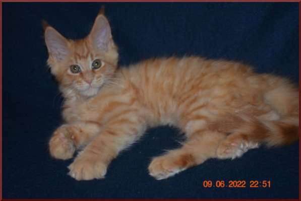 Роскошный черный котик мейн-кун из питомника в Астрахани фото 18