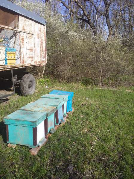 Пчелопакеты в Краснодаре фото 4