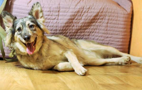 Прекрасная редкая собака ищет новый дом в Санкт-Петербурге
