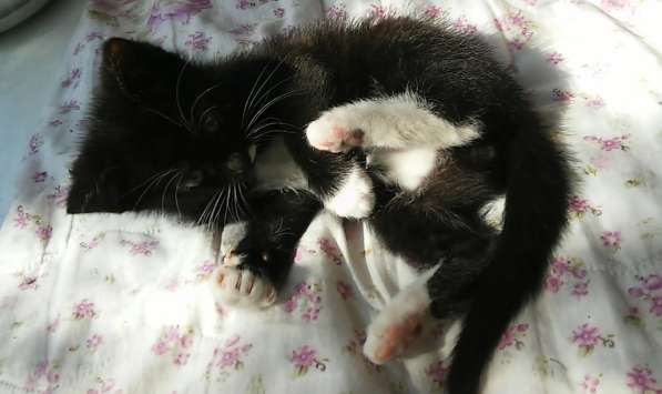 Черно-белый котенок бесплатно в фото 3