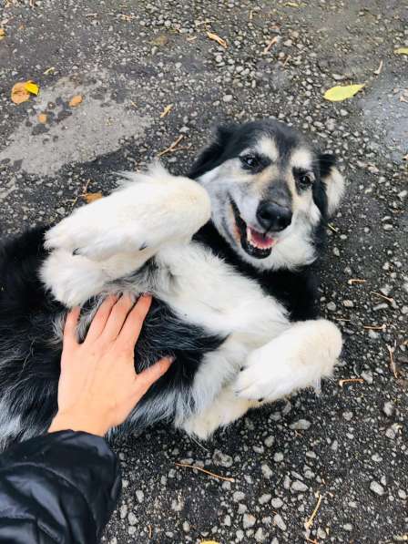 Пушистая весёлая Дакота ищет семью в Москве фото 45