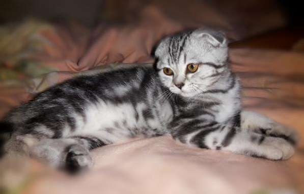 Шотландская принцесса в Москве фото 3