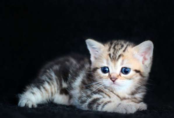 Шотландские котята драгоценных окрасов. Питомник в фото 3