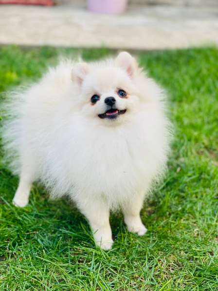 Померанский шпиц в фото 4