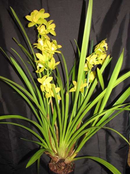 Продам орхидеи цветущие и не цветущие в фото 13