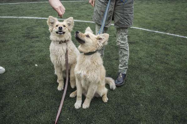 Небольшой как игрушечка пёсик в Санкт-Петербурге фото 13