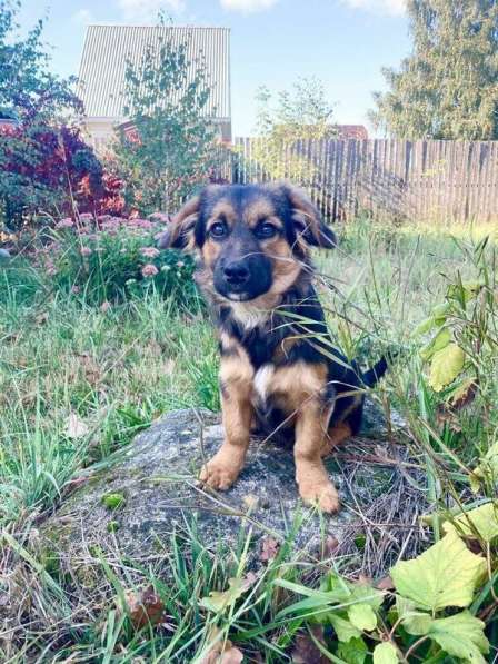 Коротколапые щенки в добрые руки в Москве фото 19