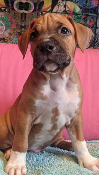 Стаффордширский терьер МАЛЬЧИК в Москве фото 14