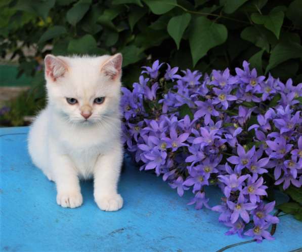 Британские котята золотого окраса в Санкт-Петербурге фото 3