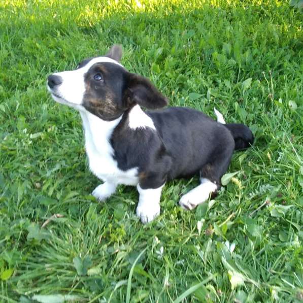 Продажа щенков корги в Екатеринбурге фото 11