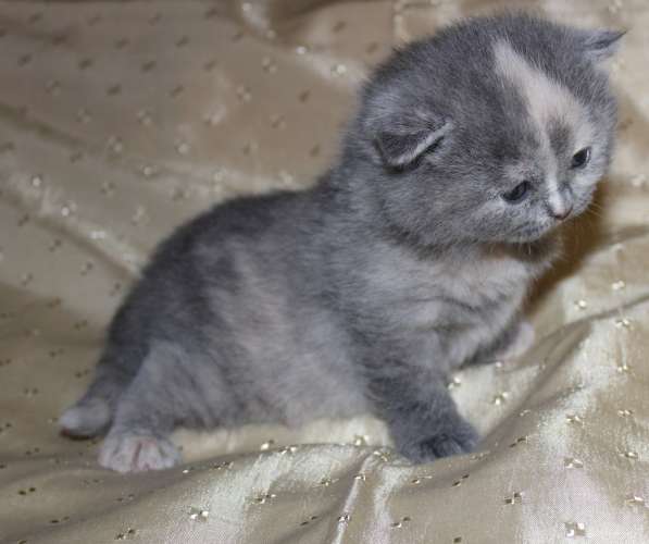 Шотландские котята в Твери фото 9