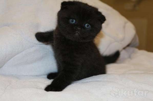 Шотландские котята в фото 7