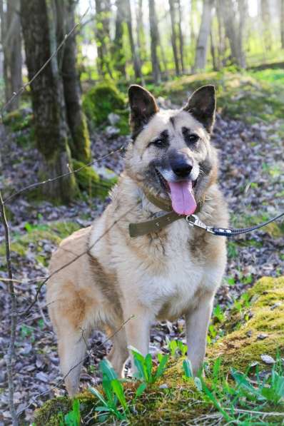 Собака в хорошие руки в Санкт-Петербурге фото 3