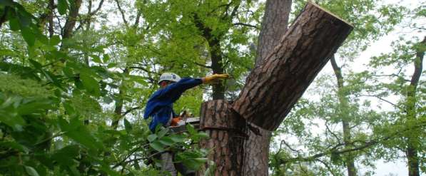 Спиливаем деревья качественно и быстро любого масштаба в Воронеже