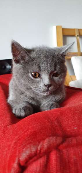 Piękny, pluszowy kot brytyjski czeka na rodziców! в фото 5