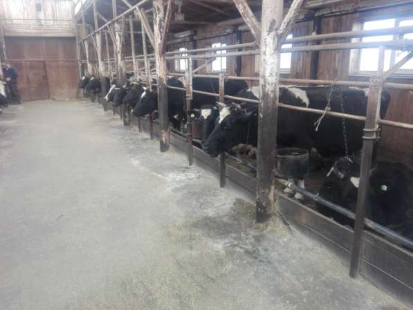 Коровы дойные в Челябинске