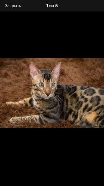 Бенгальские котята❤️ в Перми фото 23