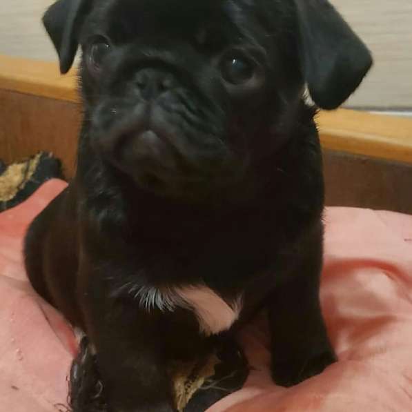 Щенки мопса в Калининграде фото 3