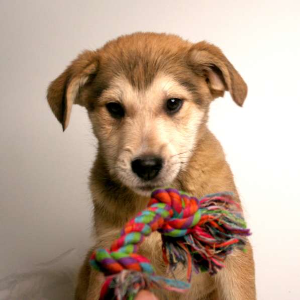 3 щенка метиса в добрые руки в Москве