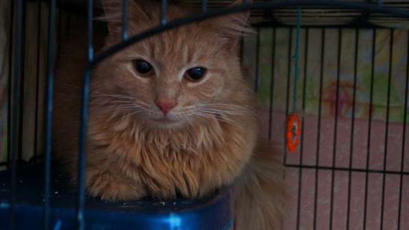 Котик в поиске дома в Москве фото 16