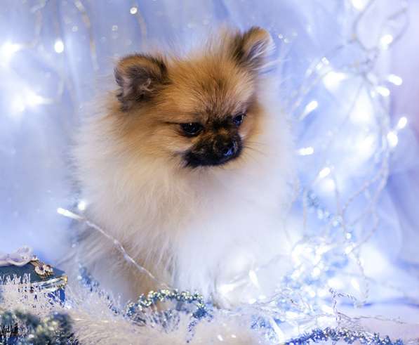 Шпиц девочка медвежонок