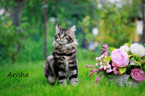 Котята мейн-кун в Пушкине фото 6