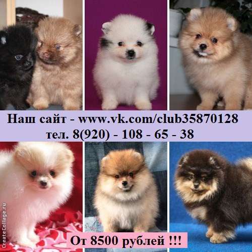 Малыши Шпица. самые лучшие щеночки