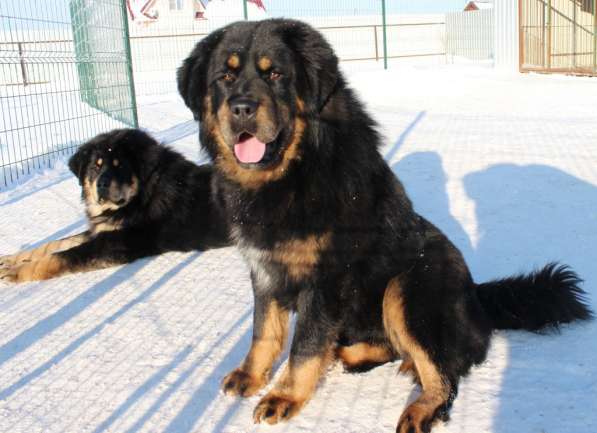 Тибетский мастиф - лучший страж на территории в Москве фото 141