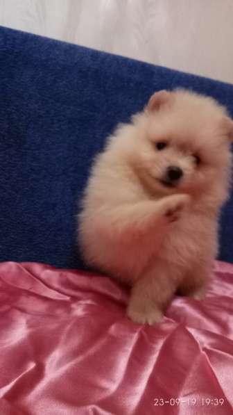 Померанский шпиц -две миниатюрные девочки