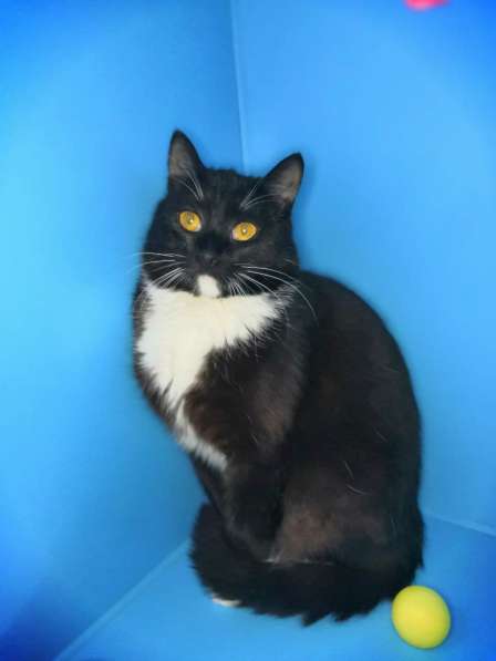 Ласковый котенок Барсик ищет дом! в Москве фото 9