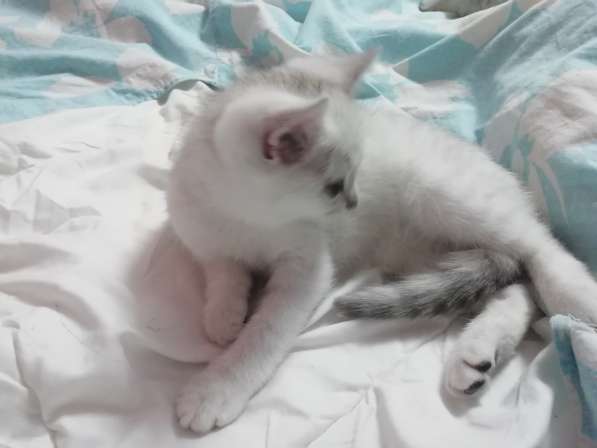 Котёнок британский и шотландский в Москве фото 17