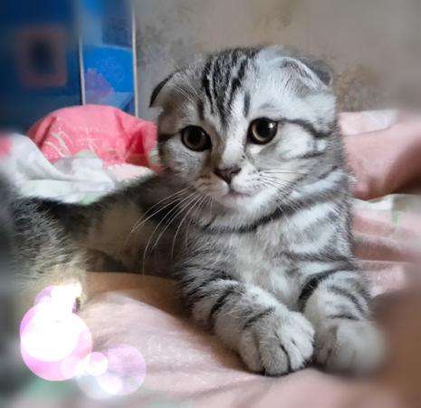 Шотландская принцесса в Москве фото 4