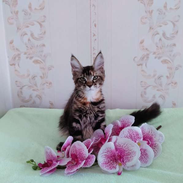Котята Мейн-куна в Красноярске фото 5