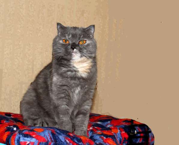 Британочка Оливия, янтарные глазки. Кошка в дар